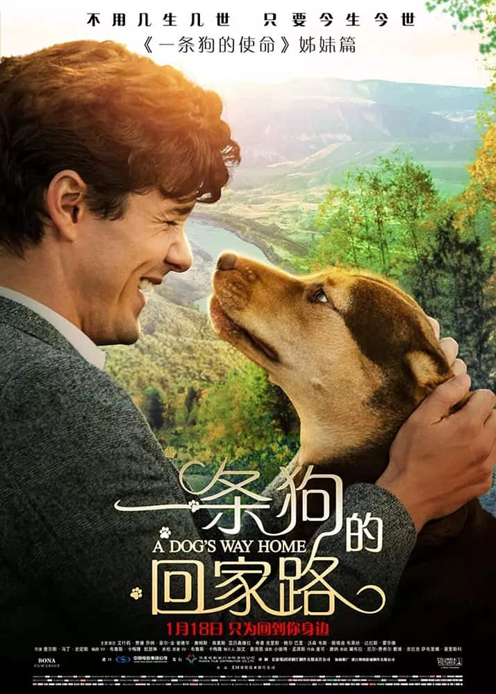A Dog’s Way Home (2019) เพื่อนรักผจญภัยสี่ร้อยไมล์